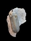 Rare Fossil Treasures  Top Quality Malladoides Trilobite Fossil From Morocco