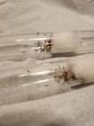 Dorymyrmex Bureni Queen Ant   Workers And Brood  - Natural Art