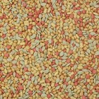 Higgins Intune Complete Diet Conure And Cockatiel Bird Food  2lbs