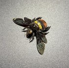 Hymenoptera Sp Xylocopa Species 52mm Wingspan Rare   Bombus Apidae Bumblebee Bug