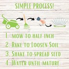 Micro Clover Seed  Organic Coated  Non-gmo  Grows Low  Simple Lawn  Pet Friendly