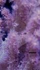 2    Frag Live Rare Pink Lemonade Stereonepthea Coral Reef Tank Soft Coral