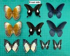 10 Pcs Mixed Real Butterfly Taxidermy Spread Wings Entomology Specimen Decor Art