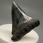 Gorgeous  Sharply Serrated 1 75  Fossil Great White Shark Tooth - Sc