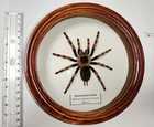 Taxidermy Spider Colorful Red-knee Tarantula   Mounted Spider Display Decor 26