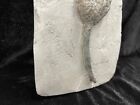 Peacefully Positioned Fossil Crinoid  Crawfordsville  In