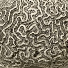 Brain Coral Fossil  5    X 5    X 3     2lbs