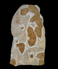 Amazing Set Of Mucronaspis Zagoraensis Trilobite Fossil In Matrix     Fossils