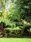 1 Bulb Angiopteris Evecta Giant Fern King Fern Caudex Bonsai Rare Plant 