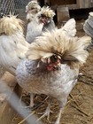 Buy 8  Get 12   Hatching Eggs White Crested Polish Black  Blue   Splash Chickens