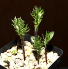 Eriospermum Cervicorne Awesome  enations  Or Antlers