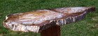 Sis  Large 16   Hubbard Basin Petrified Wood Round - Bold   Colorful Wood Grain 