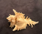 Muricidae Chicoreus Territus 53 7mm Queensland Australia