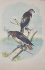 Red-tailed Hawk     1878 Theodore Jasper Bird Print     Chromolithograph