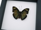Euphaedra Metallic Green African Butterfly Museum Framed Classic Black Display