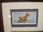 Rare Framed Antique Dog Cigarette Card 1937 Welsh Corgi