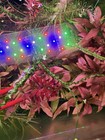 Ludwigia Super Red Live Aquarium Plants Buy 2 Get 1 Free 