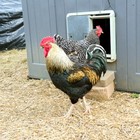 6 Barnyard Mix Rainbow Chicken Hatching Eggs Fertile And Fresh