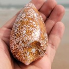 2 Large Conus Textile Cowrie Cone Natural Seashell Rare Real Beach Home Dec 3-4 