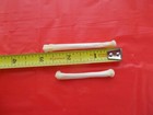 30  Cleaned  Large Coyote Toe Bones From Large Montana Coyotes Peroxided White