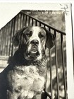 1900s St Bernard Dog France Rppc Real Photo Postcard Vtg Sitting