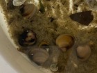 10 Live Freshwater Clams  Perfect For Aquariums And Ponds