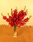 Fresh Deep Red Mokara Cut Orchids - Summer Special    vase Included 