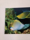 Rare Hawaii Postcard Reef Triggerfish Humuhumu Nukunuku Apua a  Island Heritage