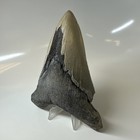 Megalodon Shark Tooth 5 47 Inch - Serrated - Lower Jaw Fossil - Real Teeth 20376