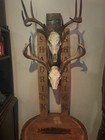 Rustic Barrel European Deer Skull Mounting Plaques