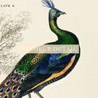 Naturalist Peacock Illustration Reproduction Giclee Print On Fine Art Paper