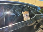Shiba Inu Window Decal