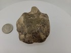 Horseshoe Crab Fossil Compression Fossil 