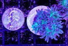 Wysiwyg 3 Head Duncan Coral Frag Live Lps Reef Tank Aquarium - Free Shipping