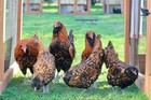 6  Gold Owlbeard Fertile Chicken Hatching Eggs