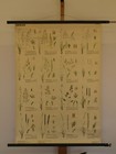 Mural Grass Turf Gr  nland Herb Meadow Alm 65x92   1960 Vintage Poaceae Chart