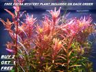 Buy 2 Get 1 Free Rotala Rotundifolia Red Live Aquarium Plant Aquatic Plant