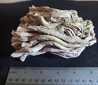 Fossil Worm Tube Cluster Pleistocene Sarasota  Florida