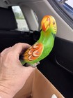 Vintage Hand Carved Wood And Hand Painted Parrot Bird Life Size