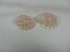 Lot Of 2 Scotch Bonnet Sea Shells Texas Gulf Coast  9