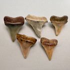 Group Of 5 Very Colorful Fossil Great White Shark Teeth - Peru