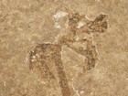 50 Million Year Old  Palm Or Cycad Flower Or Bloom Fossil Wyoming 203gr