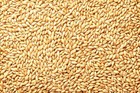 Barely Seeds   All Natural Whole Barley Seed For Juicing  Malt Brewing  Beer Mak