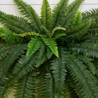 48  Uv Resistant Artificial Boston Fern  indoor outdoor  - Set Of 2