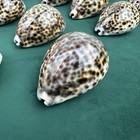 Vintage Seashell Shell Tiger Cowrie Lot Of 21 4inch 3 1 2in Smallest Is 2in