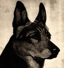 1930s Antique German Shepherd Print Bert Cobb Illustration Wall Art Decor 6898g