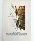 Fox Sparrow Bird Lithograph 1950 Audubon Antique Art Print Dwp6a