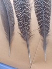 Grey Peacock-pheasant Tail wing  Feathers Collection Wild Bird Art Craft Diy 