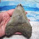 Megalodon Shark Tooth 4 3 8  Sharks Teeth Huge Jaw Fossil Real Megladon Serrated