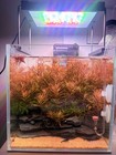 Rotala Hra Aquarium Freshwater Stem Plant 12 Stems
